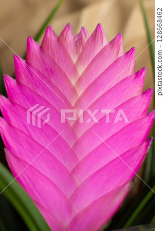 close-up of the pink flower of the Tillandsia cyanea plant close-up of the pink flower of the Tillandsia cyanea plant 128668462