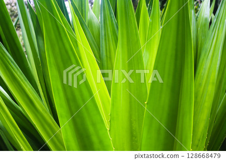 close-up of the leaves of the Furcraea plant 128668479