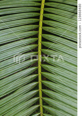 close up straight lines texture of green palm leaves 128668480
