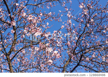 close-up of beautiful cherry blossoms in the garden close-up of beautiful cherry blossoms in the garden 128668486