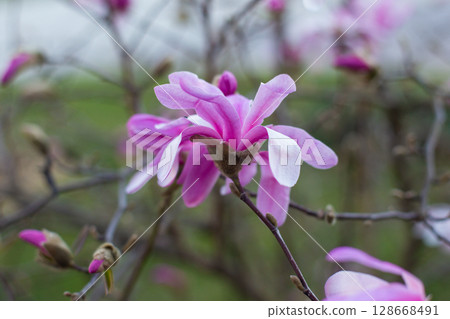 close up of beautiful pink magnolia flowers in the garden 128668491