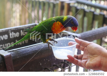 beautiful colored Rainbow Lorikeet Parrot in the zoo drinking nectar 128668502