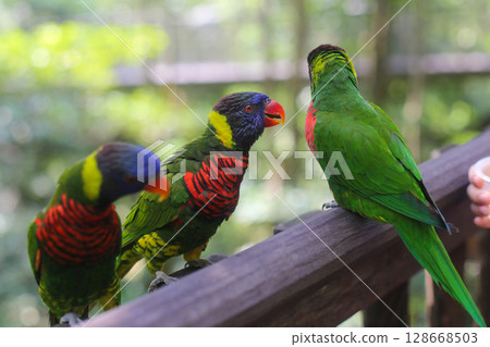 beautiful colored Rainbow Lorikeet Parrot in the zoo sitting on a stick 128668503