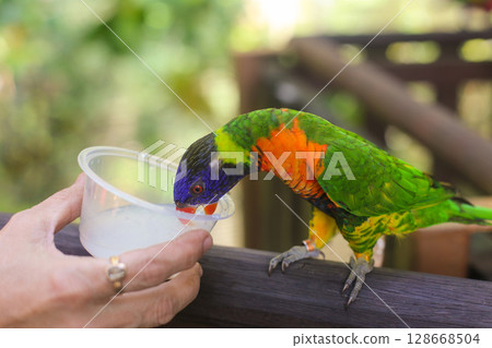 beautiful colored Rainbow Lorikeet Parrot in the zoo drinking nectar beautiful colored Rainbow Lorikeet Parrot in the zoo drinking nectar 128668504