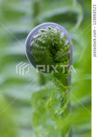 close-up green leaves of Unfurl the Fern in the forest close-up green leaves of Unfurl the Fern in the forest 128668523
