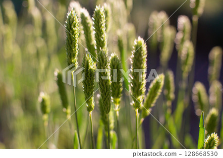 close-up of spikes of wheat seeds in the field 128668530