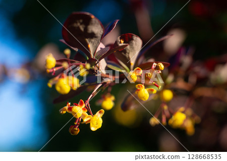 close-up of a beautiful barberry yellow flower in the garden 128668535