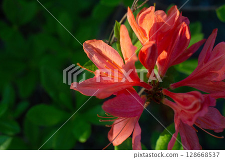 close-up of a beautiful pink Japanese rhododendron pink flower in the garden close-up of a beautiful pink Japanese rhododendron pink flower in the garden 128668537