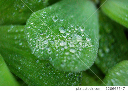 close-up texture of pistia plant leaf with water droplets close-up texture of pistia plant leaf with water droplets 128668547