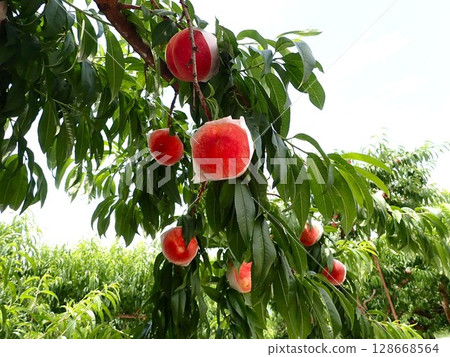peach on tree peach on tree 128668564