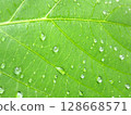鮮綠的葉子被雨水弄濕 128668571