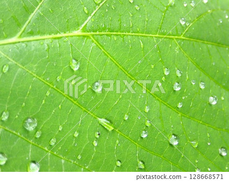 鮮綠的葉子被雨水弄濕 鮮綠的葉子被雨水弄濕 128668571