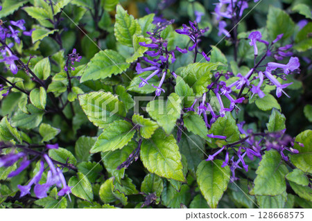close-up of a beautiful flowerplectranthus in the garden close-up of a beautiful flowerplectranthus in the garden 128668575