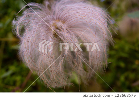 close-up of a beautiful Clematis flower in the garden 128668579