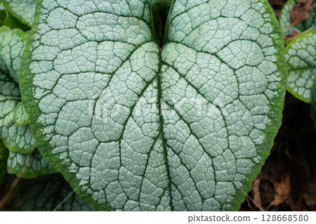 close-up of the texture of a Bruner plant leaf 128668580