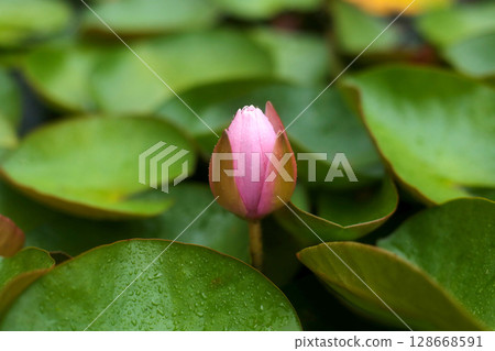 beautiful unfurled water lily flower on the pond 128668591