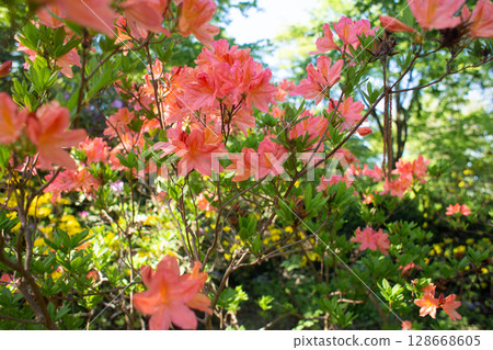 close-up of a beautiful pink Japanese rhododendron pink flower in the garden 128668605