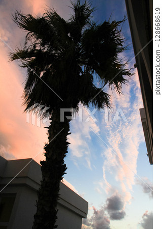 beautiful large tropical palm trees grow on the coast beautiful large tropical palm trees grow on the coast 128668619