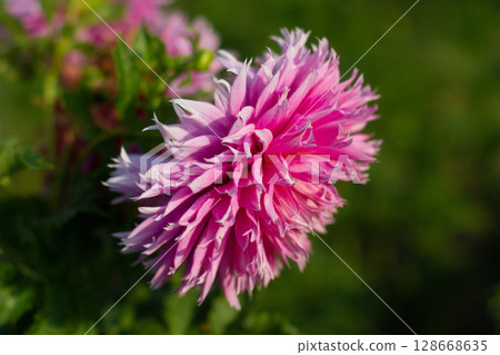 close up of a beautiful Dahlias flower in the garden 128668635
