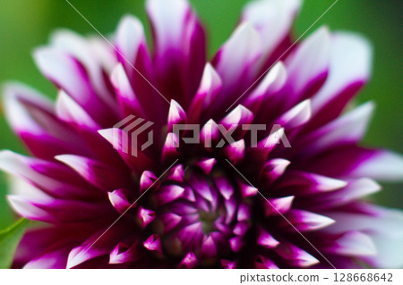 close up of a beautiful Dahlias flower in the garden 128668642