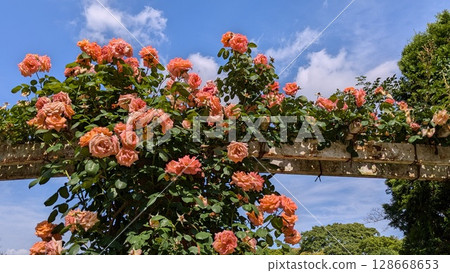 rose rose 128668653