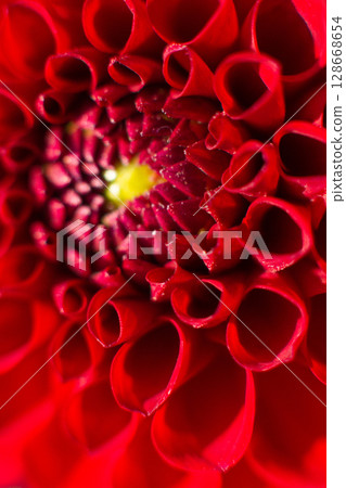 close up of a beautiful Dahlias flower in the garden close up of a beautiful Dahlias flower in the garden 128668654