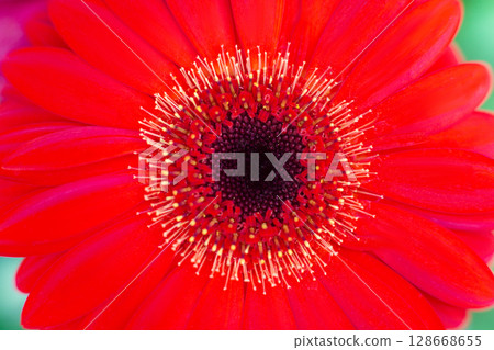 close-up of a beautiful Gerber Jameson flower in the garden close-up of a beautiful Gerber Jameson flower in the garden 128668655