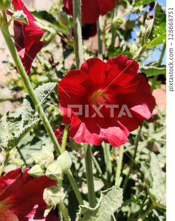 close-up of a beautiful flowerMallow in the garden 128668751