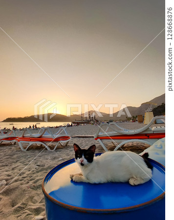 the cat rests on the sea beach at sunset 128668876