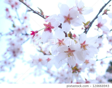 Looking up at the cherry blossoms Looking up at the cherry blossoms 128668943