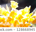 一隻小蜘蛛停在三椏花上 128668945