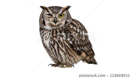 A plump owl displays a charming character by closing one eye while keeping the other wide open. This unique pose highlights its distinctive feathers and playful demeanor. 128669031