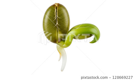 Tiny alfalfa seed displayed with its hard greenish brown coat slightly cracked, revealing two fragile shoots developing from the seed while isolated on a transparent background. 128669227