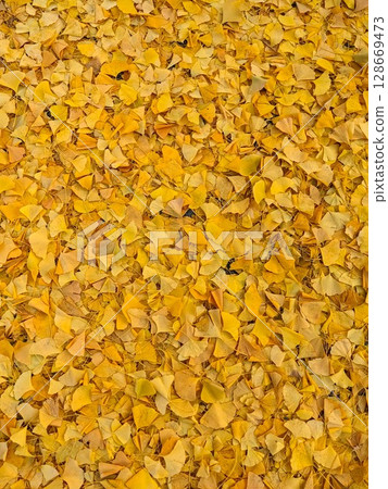 Golden ginkgo leaves create a vibrant, textured carpet on the ground during autumn in Kyoto Golden ginkgo leaves create a vibrant, textured carpet on the ground during autumn in Kyoto 128669473