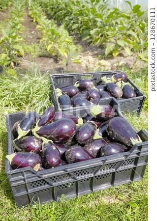 Organic eggplants in crates, selective focus. 128670111