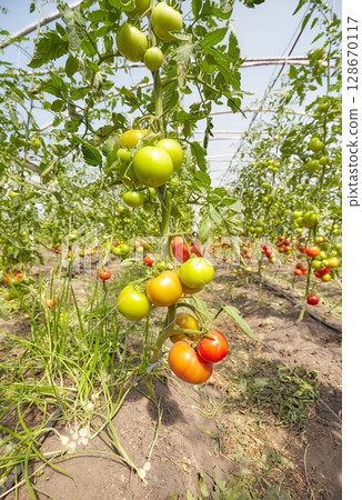 Greenhouse cultivation of organic tomatoes, selective focus. Greenhouse cultivation of organic tomatoes, selective focus. 128670117