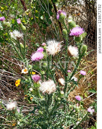 Thistle with flowers and green prickly leaves close-up 128671782
