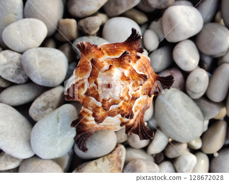 sea shell on pebbles in the middle of the beach on the seashore 128672028