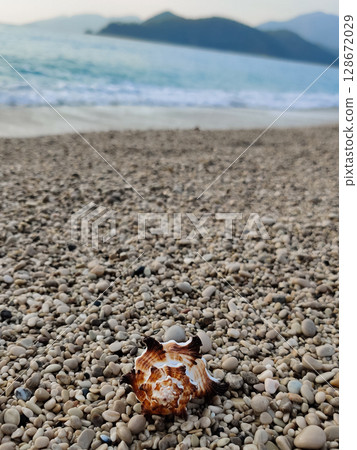 sea shell on pebbles in the middle of the beach on the seashore 128672029