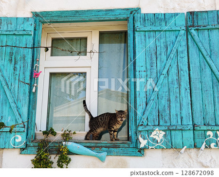 beautiful tabby cat on the window in the house 128672098