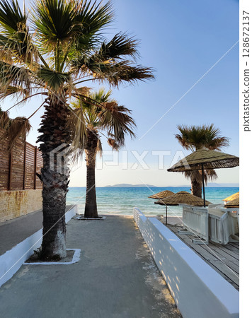 beautiful large tropical palm trees grow on the coast beautiful large tropical palm trees grow on the coast 128672137