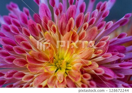 close up of a beautiful pink chrysanthemum flower in the garden close up of a beautiful pink chrysanthemum flower in the garden 128672244
