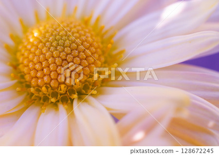 beautiful white chamomile flowers grow in the field beautiful white chamomile flowers grow in the field 128672245