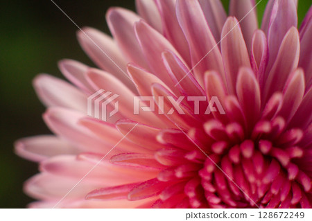 close up of a beautiful pink chrysanthemum flower in the garden close up of a beautiful pink chrysanthemum flower in the garden 128672249