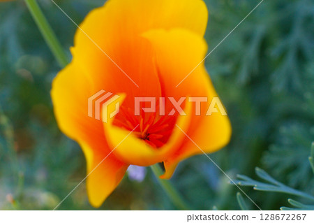 close-up of a beautiful Escholtia Californian flower in the garden close-up of a beautiful Escholtia Californian flower in the garden 128672267