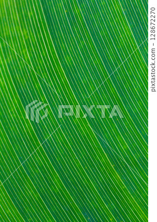 close-up texture and fibers, veins on a leaf 128672270