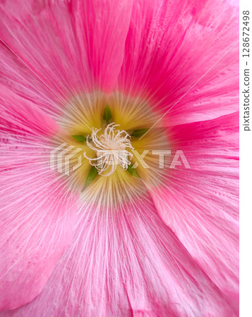 close-up of a beautiful flowerMallow in the garden 128672498