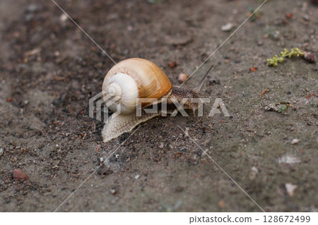 close-up of a snail crawling on the ground 128672499
