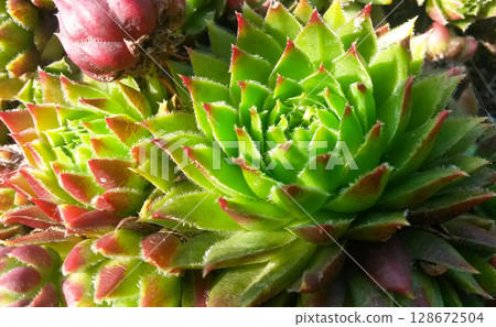 close-up Succulent flower in a pot in a greenhouse close-up Succulent flower in a pot in a greenhouse 128672504