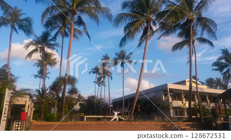 beautiful large tropical palm trees grow on the coast 128672531